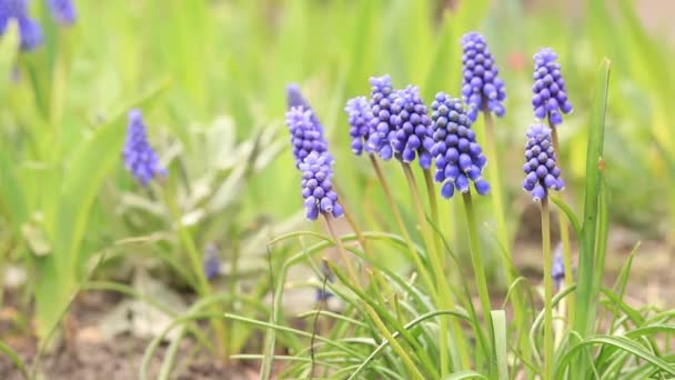 Ανοιξιάτικα Μπλε Λουλούδια Κλείνουν Φύση Είναι Στις Λεπτομέρειες Λουλούδια Την — Αρχείο Βίντεο