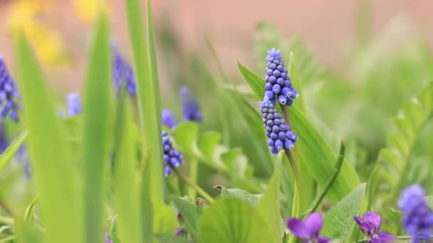 春天的蓝色花朵合拢了 大自然是在细节中 春天里的花 — 图库视频影像