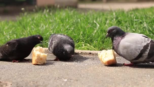 鸽子啄食一片面包 街上的小鸟 从低处看 — 图库视频影像