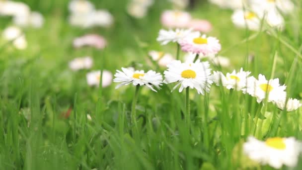 Όμορφα Λευκά Λουλούδια Στο Γρασίδι Από Κοντά Πράσινο Γκαζόν Λεπτές — Αρχείο Βίντεο