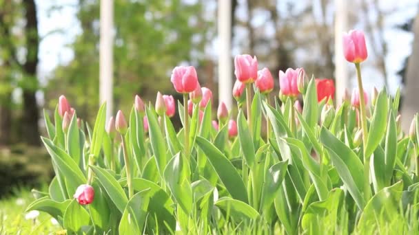 Schöne Helle Tulpen Einem Blumenbeet Park Frühlingsblumen Der Stadt Blühende — Stockvideo