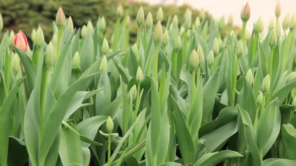 Macizo Flores Tulipanes Que Aún Han Florecido Brotes Flores Primavera — Vídeo de stock