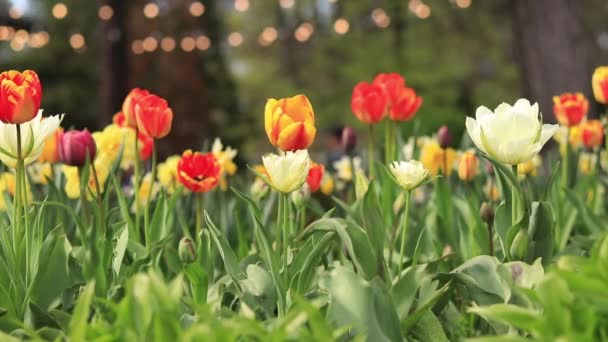 Lalele Luminoase Frumoase Într Pat Flori Flori Primăvară Oraș Înflorește — Videoclip de stoc