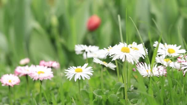 Piękne Białe Kwiaty Trawie Bliska Zielony Trawnik Delikatnymi Stokrotkami Prezentacji — Wideo stockowe