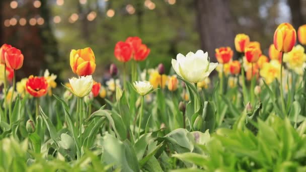 花壇の美しい明るいチューリップ 市内の春の花 黄色赤のチューリップを間近で咲かせます — ストック動画