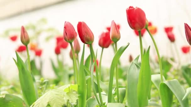 Rote Tulpen Auf Dem Hintergrund Einer Weißen Wand Nahaufnahme Schöne — Stockvideo
