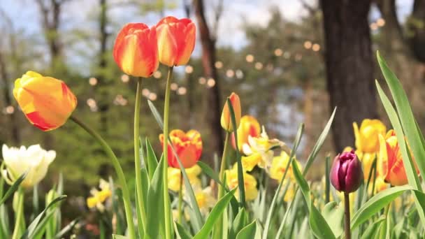 Прекрасні Яскраві Тюльпани Клумбі Весняні Квіти Місті Квітучі Жовто Червоні — стокове відео