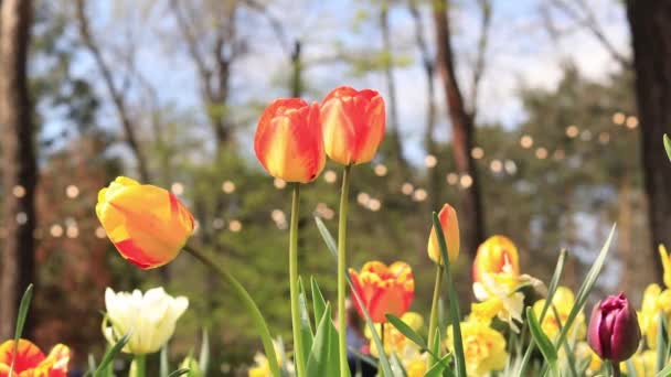 Piękne Jasne Tulipany Kwiatowym Łóżku Wiosenne Kwiaty Mieście Kwitnące Żółto — Wideo stockowe