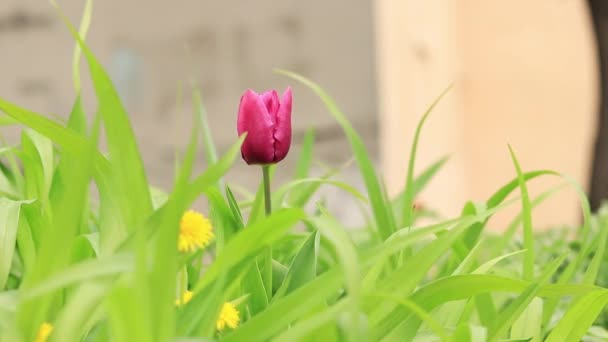 Rosa Tulpe Gras Großaufnahme Einem Sonnigen Tag Frühlingsblumen Der Stadt — Stockvideo