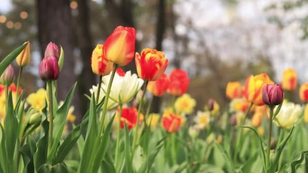 Beautiful Bright Tulips Flower Bed Spring Flowers City Blooming Yellow — Stock Video