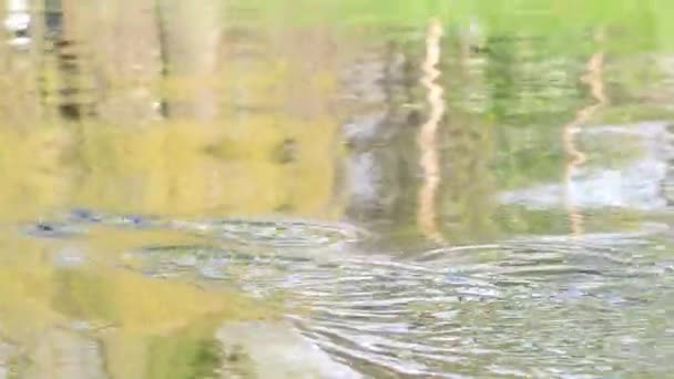 桨掉进水里了 在河上搭船 拍特写镜头 — 图库视频影像