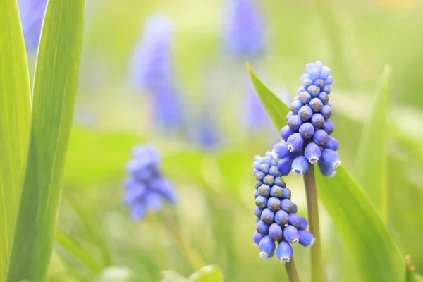 stock image Spring blue flowers close up. Nature is in the details. Flowers in spring in sunny weather