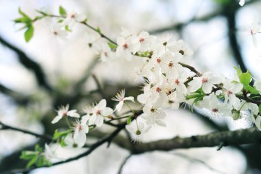 Ağacın dalları beyaz çiçeklerle çiçek açıyor. Ağaç dallarına seçici odaklı beyaz çiçekler. Parkta bahar mevsimi, doğal arka plan