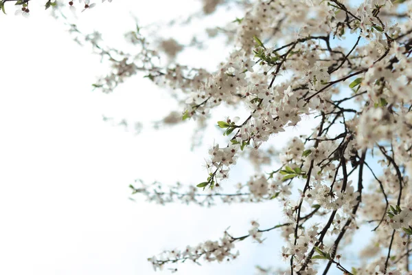 空に白い花を咲かせる木の枝 選択的焦点を当てた木の枝に春の白い花 公園内の春の季節 自然背景 — ストック写真