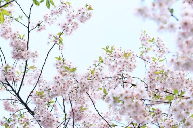 Gökyüzüne karşı kiraz çiçekleri açar. Ağaç dallarında seçici odaklı bahar ışığı pembe çiçekleri. Parkta bahar mevsimi, doğal arka plan