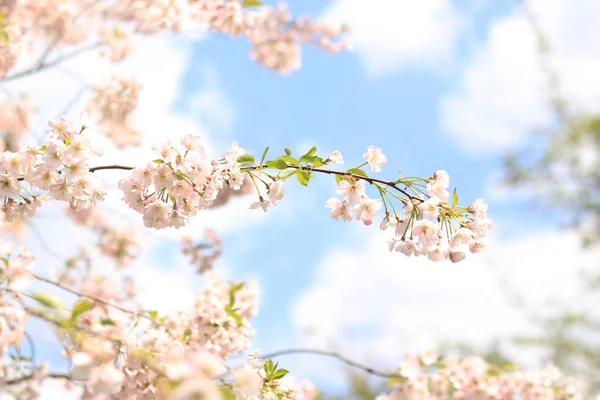 하늘에 오르는 새장의 가지에 분홍빛꽃은 선택적으로 초점을 맞추며 공원의 스러운 — 스톡 사진