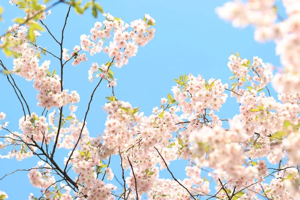 空に桜が咲く 選択的焦点を当てた木の枝に春の光ピンクの花 公園内の春の季節 自然背景 — ストック写真