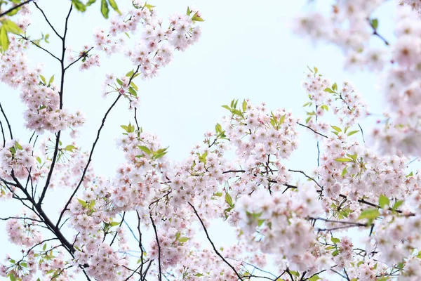 空に桜が咲く 選択的焦点を当てた木の枝に春の光ピンクの花 公園内の春の季節 自然背景 — ストック写真