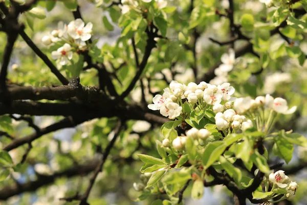 Pear blossom, close-up with selective focus. Branch with white pear flowers. Blooming fruit tree in spring