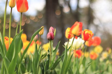 Çiçek tarhında güzel, parlak laleler. Şehirde bahar çiçekleri var. Çiçek açan sarı-kırmızı laleler