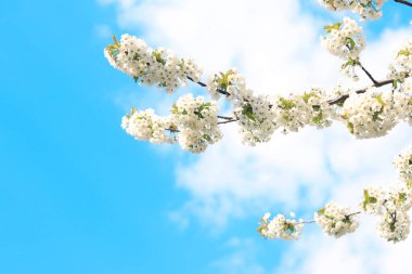 Mavi gökyüzüne karşı çiçek açan beyaz kiraz dalları seçici bir odak noktası. Baharda çiçek açan ağaç, doğal arka plan.