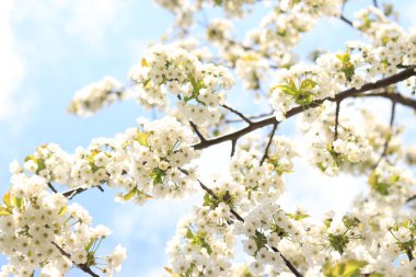 Mavi gökyüzüne yakın bulutlu kiraz çiçekleri. Seçici odaklı dallarda güzel beyaz çiçekler. İlkbaharda açan ağaç