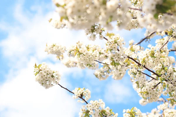 하늘을 배경으로 꽃피는 열매들 가지들은 선택적으로 초점을 맞추고 있습니다 꽃피는 — 스톡 사진