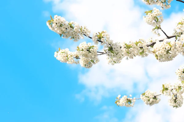 青い空に対して白いチェリーを開花させる枝 選択的な焦点 春に咲く木 自然の背景 — ストック写真