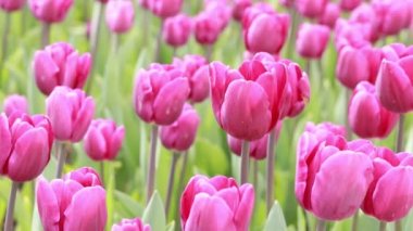 Pembe laleli bir tarla. Seçici odaklı lale tomurcukları. Bahar çiçekleriyle doğal manzara. Dünya Lale Günü