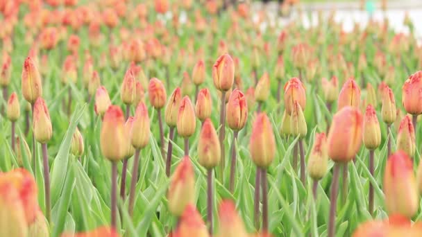 与郁金香特写的领域 郁金香芽 有选择的焦点 有春天花朵的自然景观 世界郁金香日 — 图库视频影像