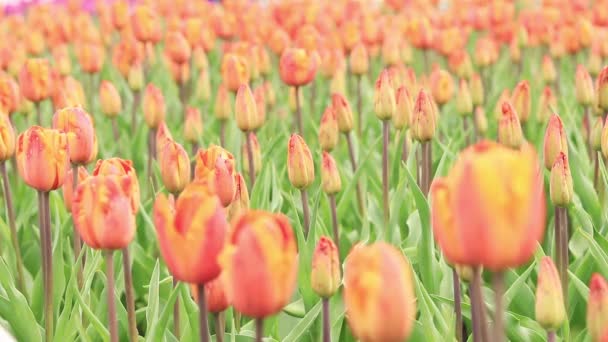 Mező Tulipánokkal Közelkép Tulipánbimbók Szelektív Fókusszal Természetes Táj Tavaszi Virágokkal — Stock videók