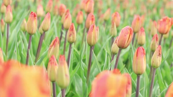 与郁金香特写的领域 郁金香芽 有选择的焦点 有春天花朵的自然景观 世界郁金香日 — 图库视频影像