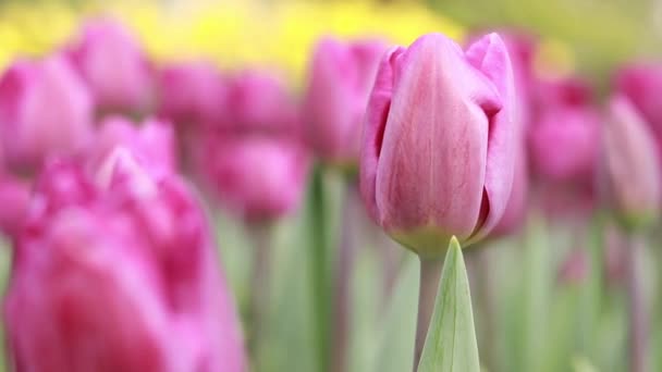ピンクのチューリップでフィールドを閉じます 選択的な焦点でチューリップの芽 春の花と自然の風景 チューリップの日 — ストック動画