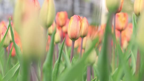 Veld Met Tulpen Close Tulpenknoppen Met Selectieve Focus Natuurlandschap Met — Stockvideo
