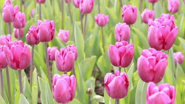 Veld Met Roze Tulpen Close Tulpenknoppen Met Selectieve Focus Natuurlandschap — Stockvideo