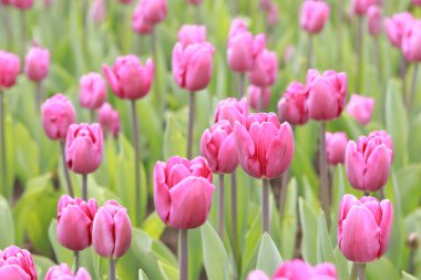 Pembe laleli tarla. Seçici odaklı lale tomurcukları. Bahar çiçekleriyle doğal manzara. Dünya Lale Günü
