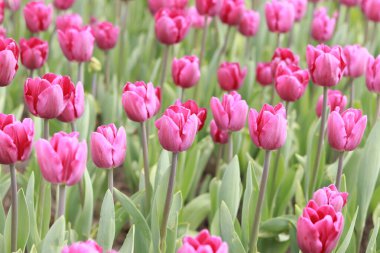 Pembe laleli tarla. Seçici odaklı lale tomurcukları. Bahar çiçekleriyle doğal manzara. Dünya Lale Günü