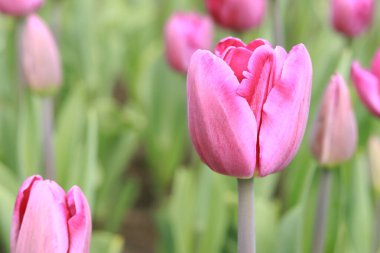 Bulanık arka planda pembe lale yakın plan. Dünya Lale Günü. Güneşli bir günde pembe laleli tarla