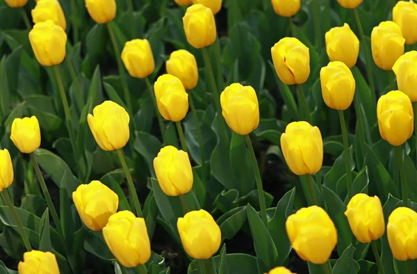 stock image Yellow tulips, top view. Field with bright tulips. Natural landscape with spring flowers. World Tulip Day