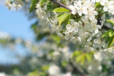 Çiçek açan beyaz kiraz dalları yakın plan. Doğal arka plan. Çiçek açan bir meyve ağacının bahar arka planına sahip bir afiş için fotoğraf