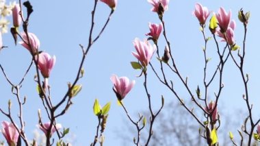Magnolia çiçek açar. Güneşli bir havada pembe çiçeklerle açan çalı ya da ağaç. İlkbaharda güzel çiçek açan bir bitki