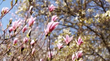 Magnolia çiçek açar. Güneşli bir havada pembe çiçeklerle açan çalı ya da ağaç. İlkbaharda güzel çiçek açan bir bitki