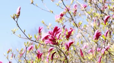 Magnolia Susan 'ın büyük pembe çiçekleri. Çalı ya da ağaç güzel güneşli havada pembe çiçeklerle çiçek açıyor.
