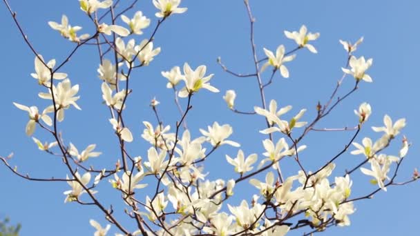 Magnolia Florece Contra Cielo Azul Brillante Flores Magnolia Blanca Las — Vídeo de stock
