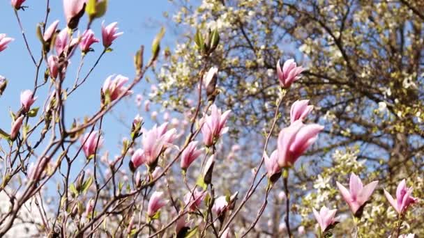 Magnolia Kwitnie Krzew Lub Drzewo Kwitnące Różowymi Kwiatami Dobrej Słonecznej — Wideo stockowe