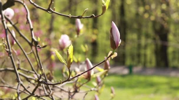Magnolia Blommar Buske Eller Träd Blommar Med Rosa Blommor Bra — Stockvideo