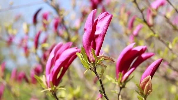 Duże Różowe Kwiaty Magnolii Susan Krzew Kwitnący Lub Drzewo Kwiat — Wideo stockowe