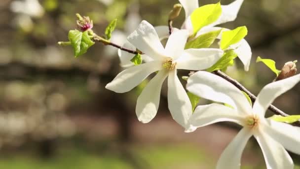 Белые Цветы Магнолии Цветущее Дерево Весной Парке Большие Цветы Магнолии — стоковое видео