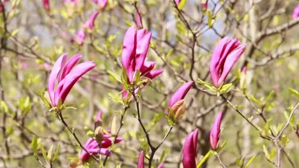 Grandes Flores Susan Magnolia Rosa Arbusto Florido Árvore Uma Flor — Vídeo de Stock