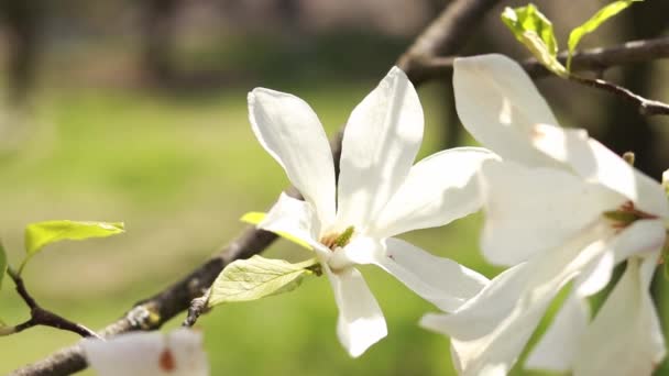 Białe Kwiaty Magnolii Kwitnące Drzewo Wiosną Parku Duże Kwiaty Magnolii — Wideo stockowe